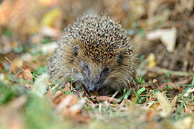 《牧场物语 Welcome！美丽人生》公布最新情报！